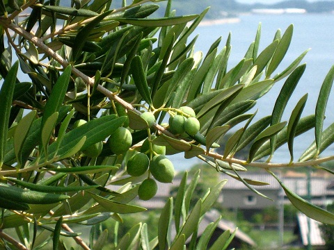小豆島のオリーブ