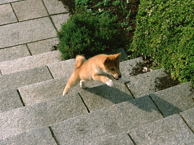 できるよ! できるよ!