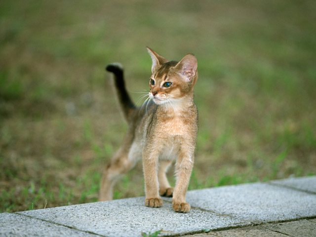 遠くを見る子猫 遠くを見る子猫