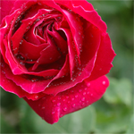 赤い薔薇