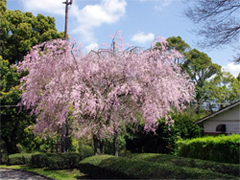 見事な桜