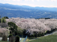 ヴィラ不二から見た桜と茶畑